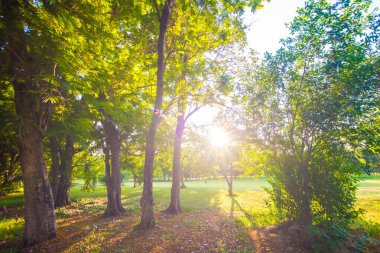 Şehir parkında yeşil ağaç günbatımı gökyüzü ile yol