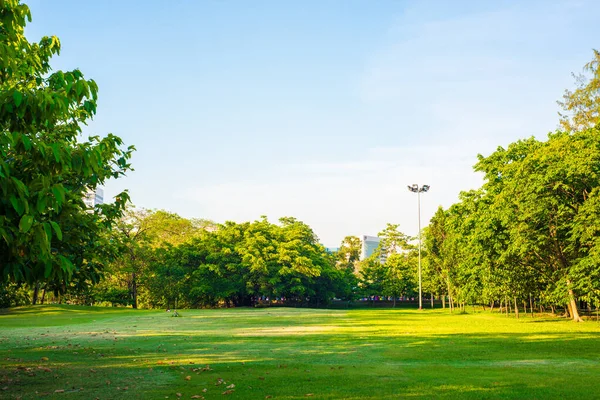 Sunset park green lawn with tree — Stock Photo, Image