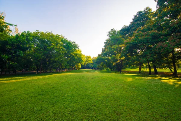 Césped verde del parque del atardecer con árbol —  Fotos de Stock