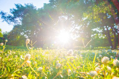 Ağaçlı günbatımı parkı yeşil çimen