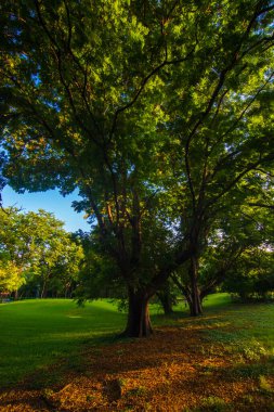 Şehir parkında yeşil ağaç günbatımı gökyüzü ile yol