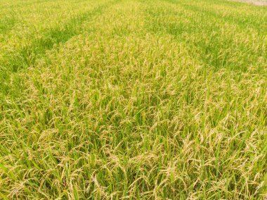 Paddy pirinç tarlası hasat için hazır