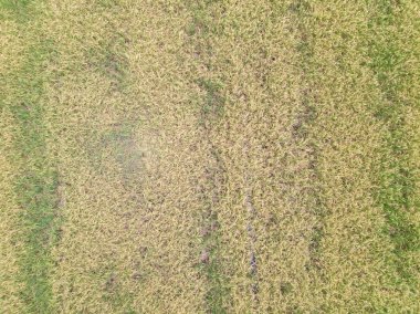 Paddy pirinç tarlası hasat için hazır