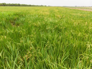 Paddy pirinç tarlası hasat için hazır