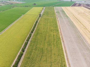 Paddy pirinç tarlası hasat için hazır