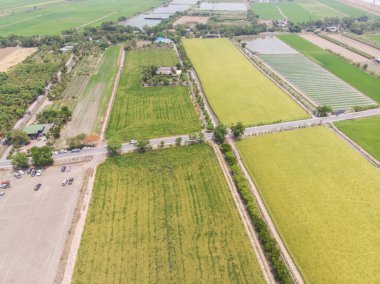 Paddy pirinç tarlası hasat için hazır