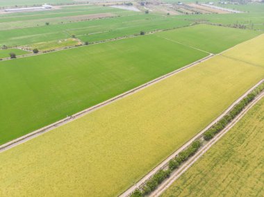 Paddy pirinç tarlası hasat için hazır