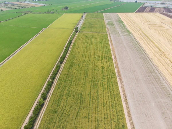 Campo de plantación de arroz con cáscara redy a cosecha —  Fotos de Stock