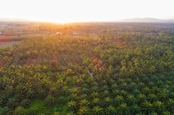 Palmeraie à huile vue aérienne — Photo