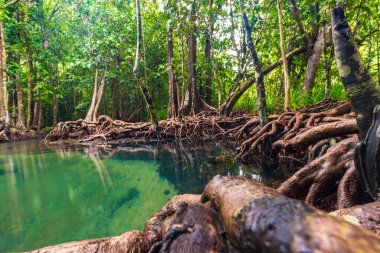 Ekosistem mangrov tropikal orman yeşil sahne arka planı