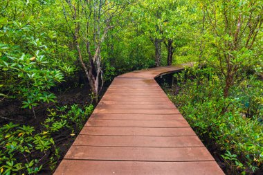 Ormana giden Mangrove kavşağı yolu, tahta patika