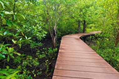 Ormana giden Mangrove kavşağı yolu, tahta patika
