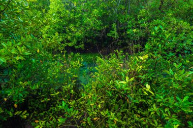 Ekosistem mangrov tropikal orman yeşil sahne arka planı