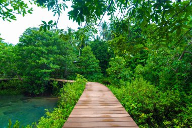 Ormana giden Mangrove kavşağı yolu, tahta patika