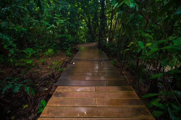 Wooden Pathway Mangrove Tree Forest Tropical Environmental — Stock Photo, Image