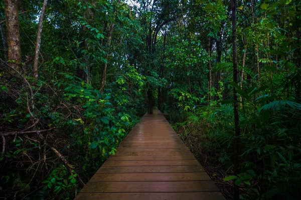 Wooden Pathway Mangrove Tree Forest Tropical Environmental — Stock Photo, Image