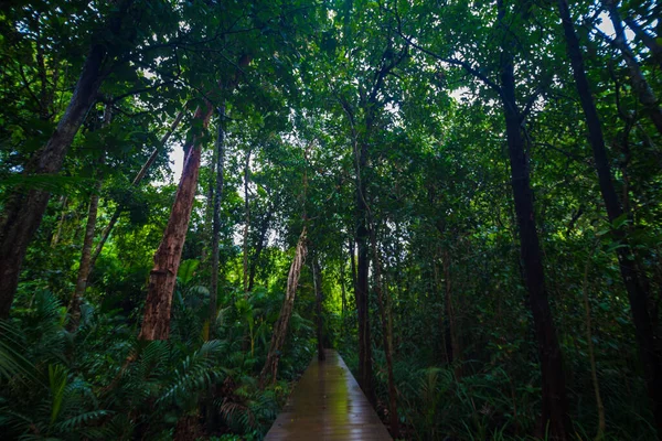 Wooden Pathway Mangrove Tree Forest Tropical Environmental — Stock Photo, Image