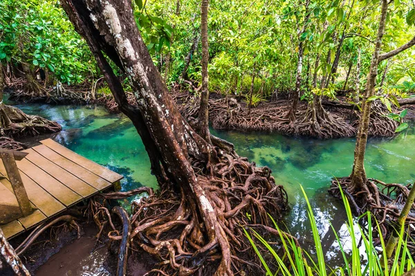Деревянный Путь Мангровых Лесах Тропической Окружающей Среды — стоковое фото