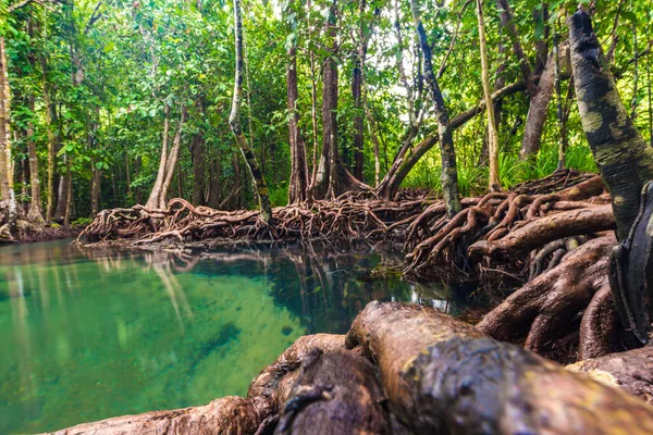 Ecosistem Mangrove Pădure Tropicală Verde Scenă Fundal — Fotografie, imagine de stoc