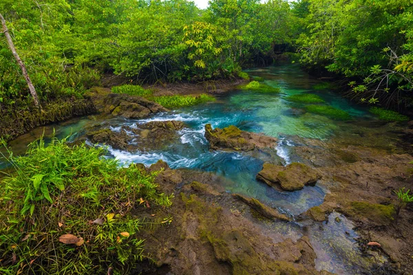 Ecosistema Manglar Bosque Tropical Verde Escena Fondo — Foto de Stock