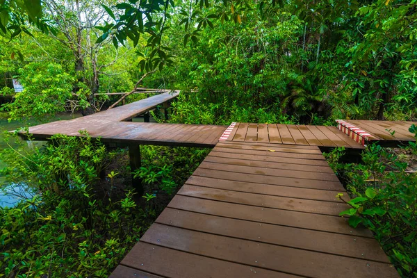 Mangrove Junction Pathway Forest Wooden Footpath — Stock Photo, Image