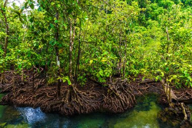 Tropik mangrov yeşil ormanı berrak su, Yengeç, Tayland