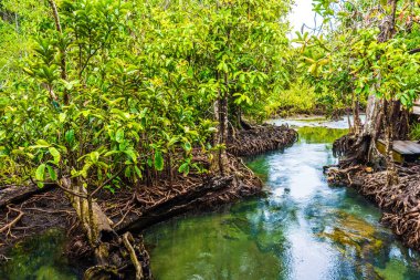 Tropik mangrov yeşil ormanı berrak su, Yengeç, Tayland