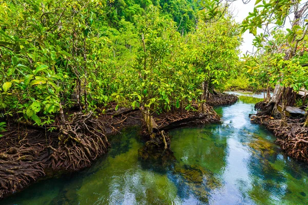 Trópusi Mangrove Zöld Erdő Tiszta Víz Krabi Thaiföld — Stock Fotó