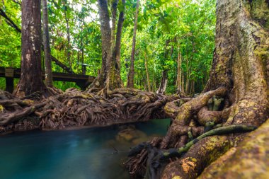 Tropik mangrov yeşil ormanı berrak su, Yengeç, Tayland