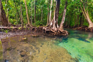 Mangrov ormanının ekolojisi sakin su temiz çevre, yağmur ormanı