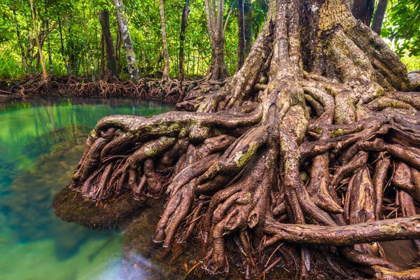 Manglar Tropical Bosque Verde Agua Clara Krabi Tailandia —  Fotos de Stock