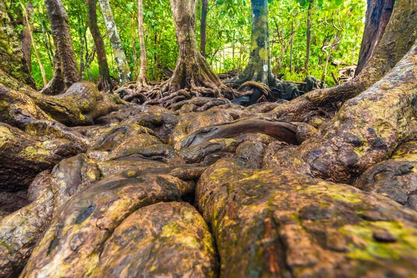 Ecologia Floresta Manguezais Ambiente Limpo Água Tranquila Floresta Tropical — Fotografia de Stock