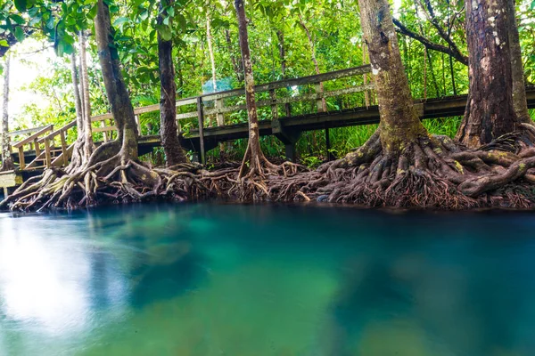 Ecologia Floresta Manguezais Ambiente Limpo Água Tranquila Floresta Tropical — Fotografia de Stock