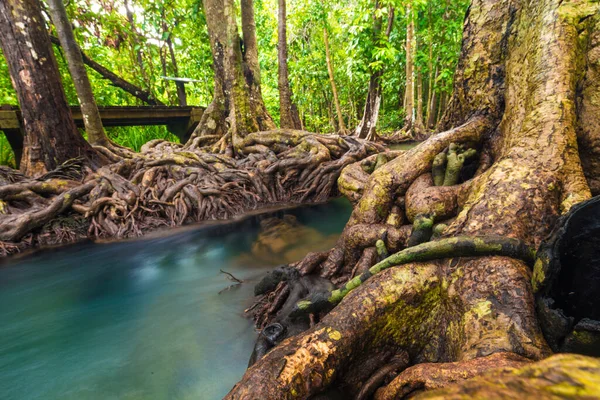 Mangrove Erdő Ökológiája Nyugodt Víz Tiszta Környezet Esőerdő — Stock Fotó