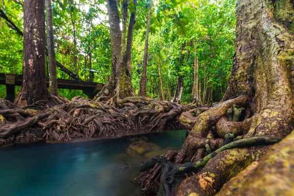 Tropical Mangrove Green Forest Clear Water Κράμπι Ταϊλάνδη — Φωτογραφία Αρχείου