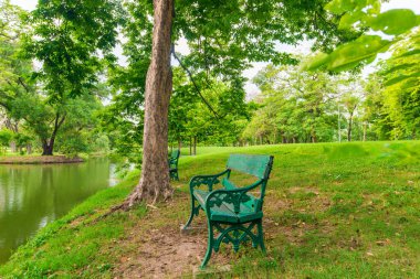 Halka açık ağaç parkındaki park bankında taze yeşil arka plan