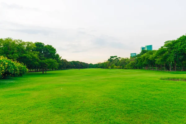 Green Grass Field Tree Public Park Fresh Garden City — Stock Photo, Image