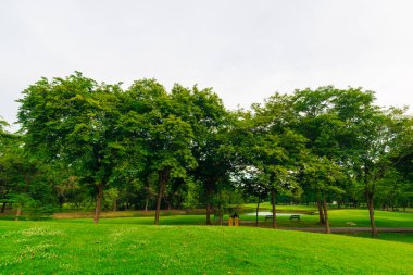 Yeşil çimen tarlası, halk parkında ağaç, şehirdeki taze bahçe.