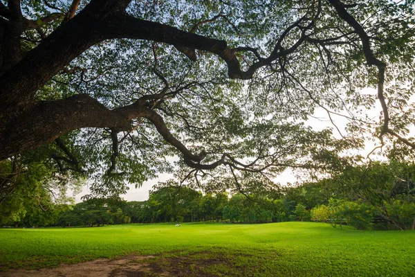 Green lawn with tree sunset in park nature landscape