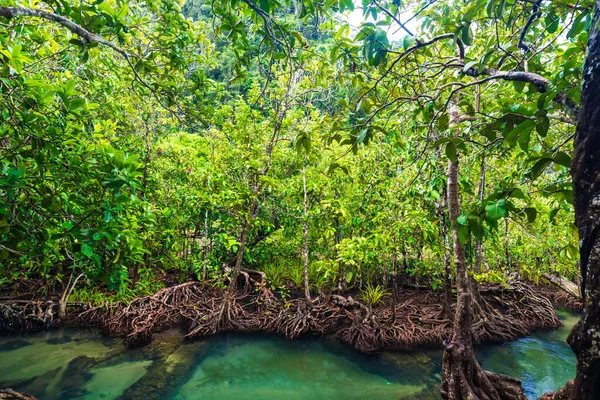 Mangrove Erdő Ökológiája Nyugodt Víz Tiszta Környezet Esőerdő — Stock Fotó