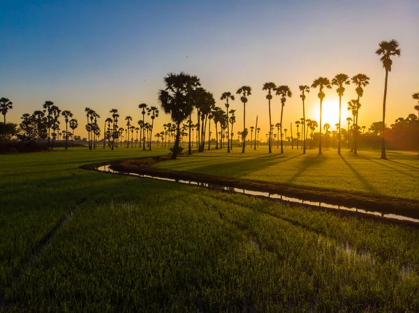 Paisaje Agrícola Del Campo Plantación Arroz Moening Amanecer Con Vista —  Fotos de Stock