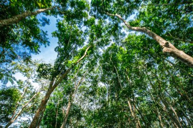 Yeşil para kauçuk ağaç tarlası. Güneş ışığı tarım endüstrisine zarar veriyor.