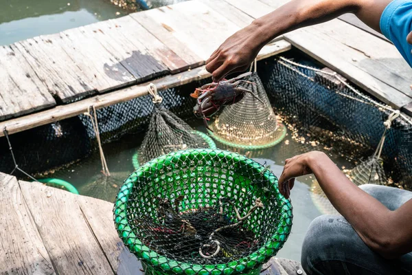 Mořský Krab Mřížce Moře Úlovek Rybář Ruční Živočišné Výroby — Stock fotografie