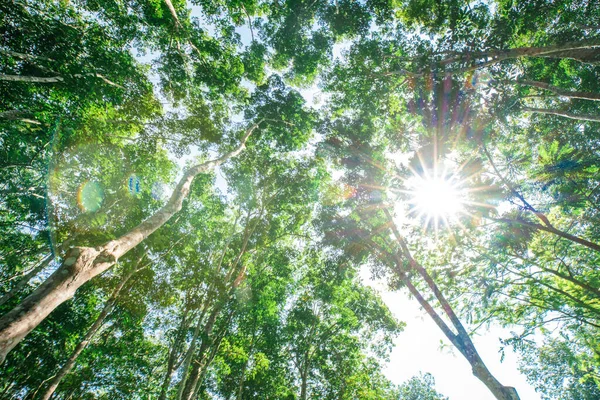 太陽光農業に対する緑のパラゴム植林地 — ストック写真