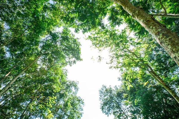 Зеленые Поля Посадки Каучуковых Деревьев Световой Солнечной Сельскохозяйственной Промышленности — стоковое фото