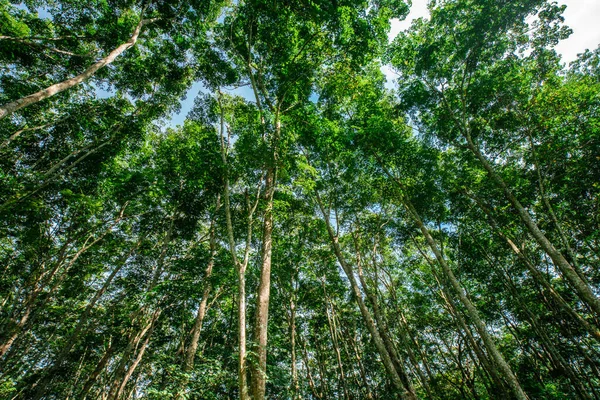 Verde Para Caucho Árbol Plantación Campo Againt Sol Luz Agricultura — Foto de Stock