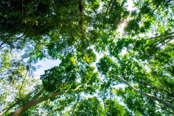 Verde Para Seringueira Plantação Árvores Campo Contra Sol Luz Indústria — Fotografia de Stock