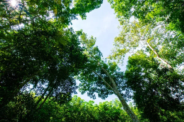 Verde Para Seringueira Plantação Árvores Campo Contra Sol Luz Indústria — Fotografia de Stock