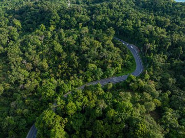 Tropikal yağmur ormanlarındaki asfalt kırsal yol yeşil ağaç doğa taşımacılığı arka plan görüntüsü