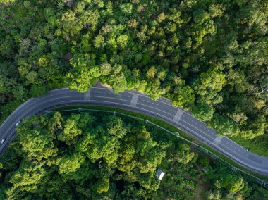 Tropikal yağmur ormanlarındaki asfalt kırsal yol yeşil ağaç doğa taşımacılığı arka plan görüntüsü